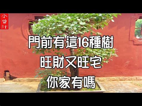 斑葉金龜樹風水